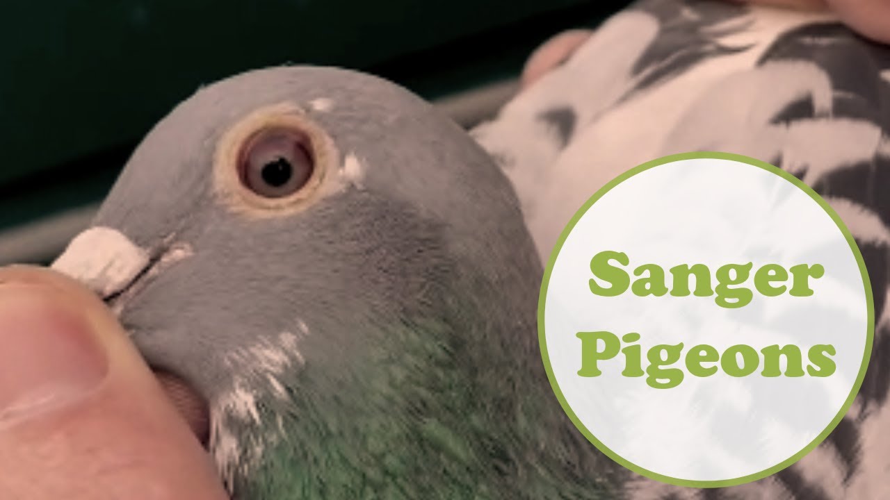 Sangers Pigeons | Best Kittel Bloodline Racing Pigeon For Sale In Pipa Pigeons Paradise Auction