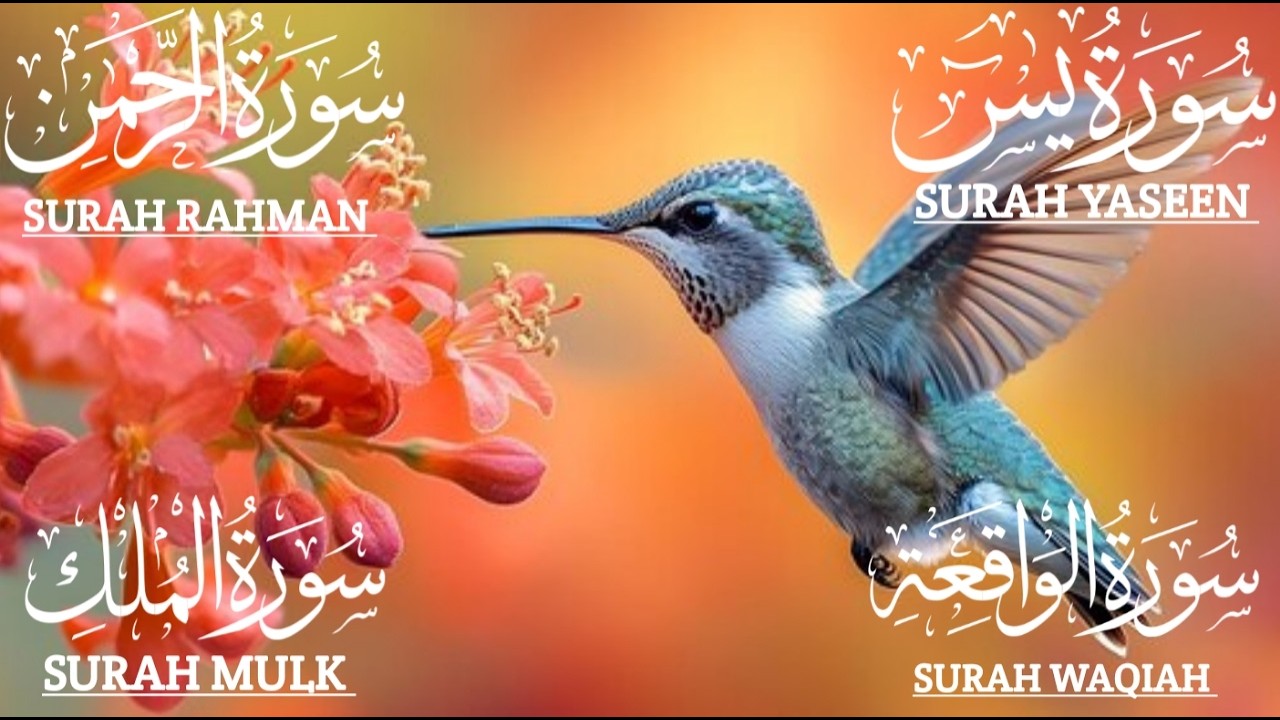 Surah Yasin Heart Warming | Surah Rahman | Surah Waqiah | Surah Mulk #اكسبلور #المصحف #qurantilawat