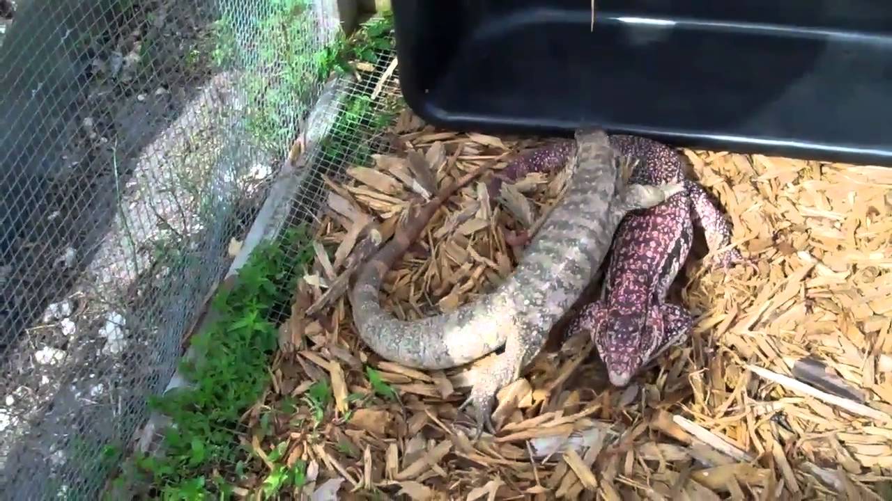 SPRING TIME AT UNDERGROUND REPTILES PART 2
