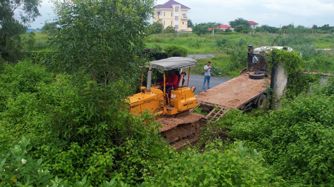 Great Forest clearing By Dozer D31p Working Clearing Forest And Breakdown Tree Size 45X 120 Meter