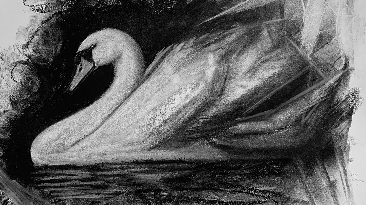 Swan | Charcoal Drawing