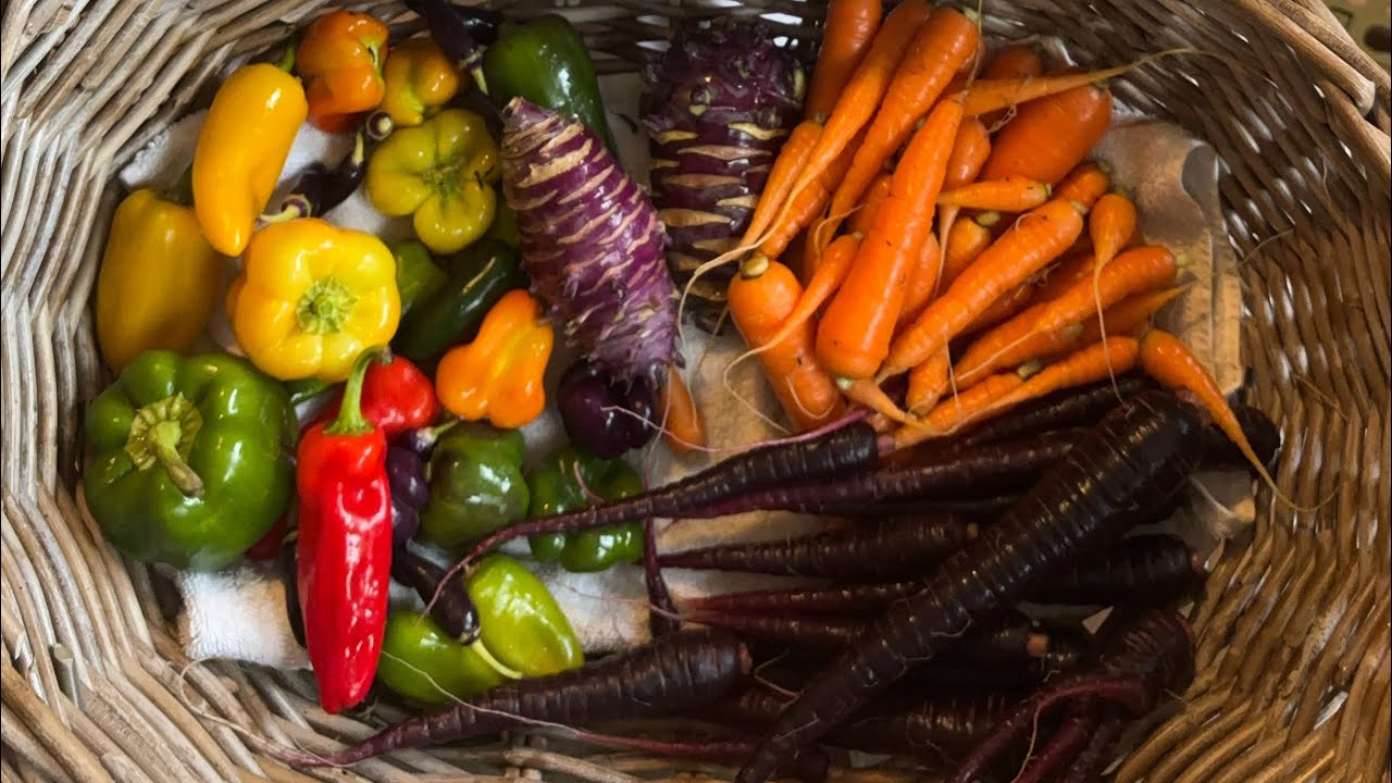 A late October harvest 🫑 🥕 #harvest 