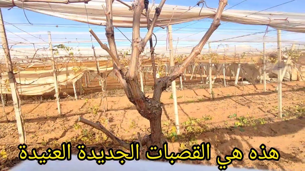 سر 🔐في تقليم الفيكتوريا إحترف تقليم شجرة العنب(5)في قناتكم لتبادل الخبرات (الفيكتوريا العنيدة )🍇💫