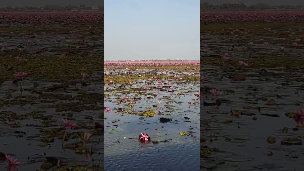 ทุ่งดอกบัวแดง อุดรธานี