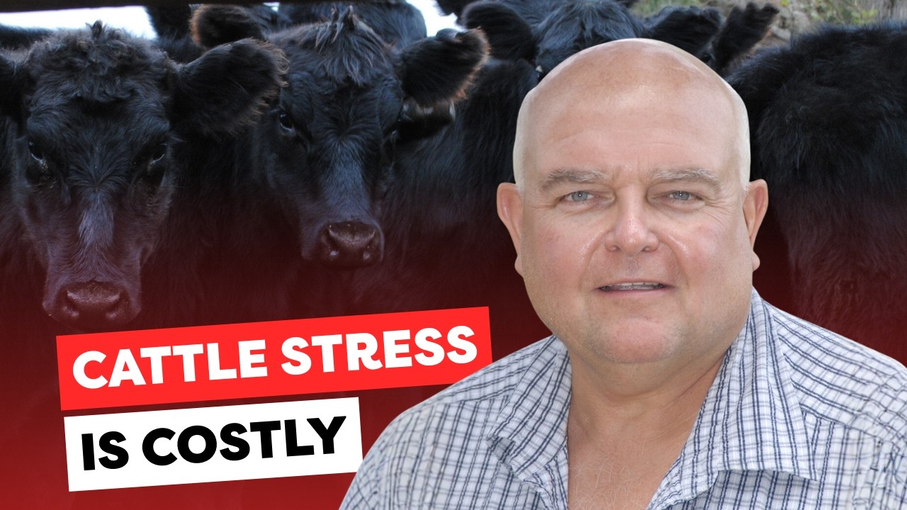 Why Cattle Stop Gaining Early – Dr. Blaine Ellison