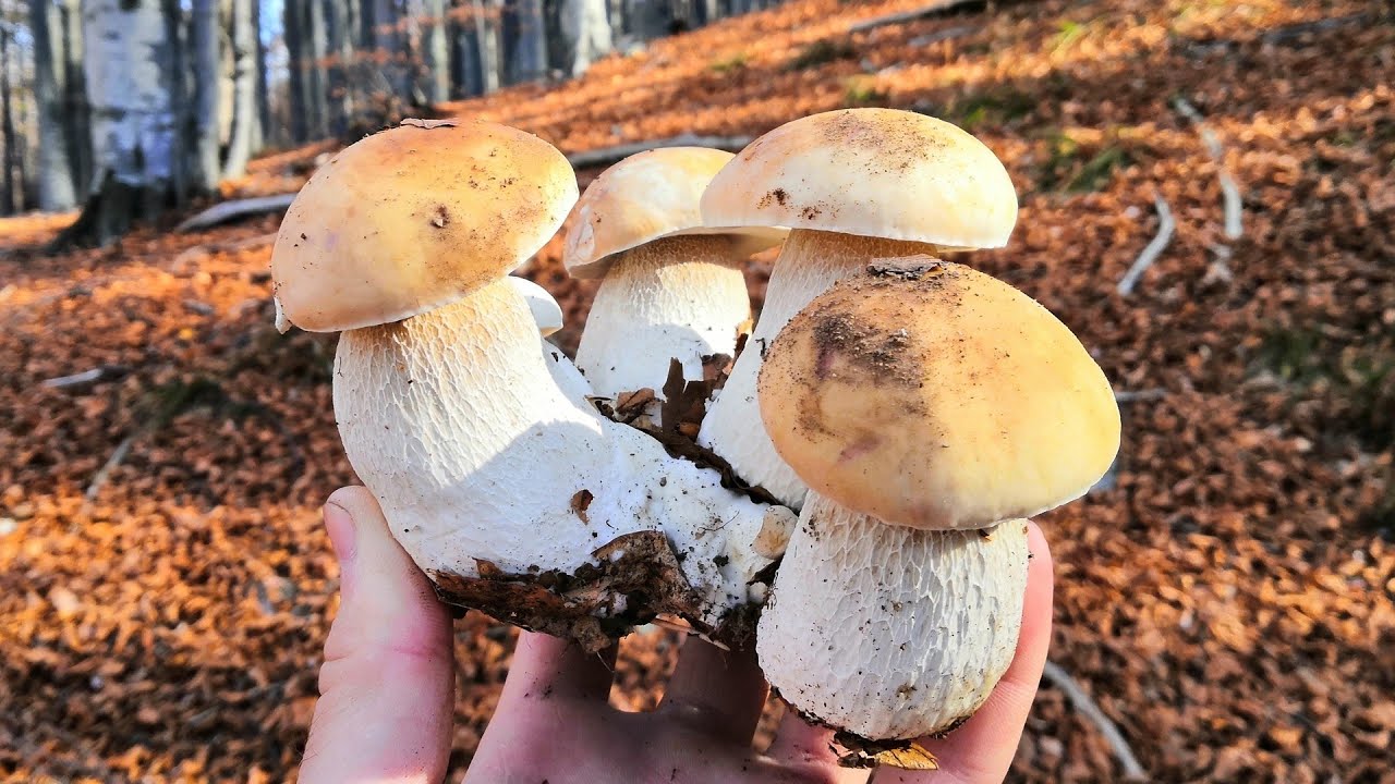 IMPRESSIONANTE! 30 FUNGHI IN UN UNICO POSTO!!! BELLISSIMI FUNGHI PORCINI DI 2019