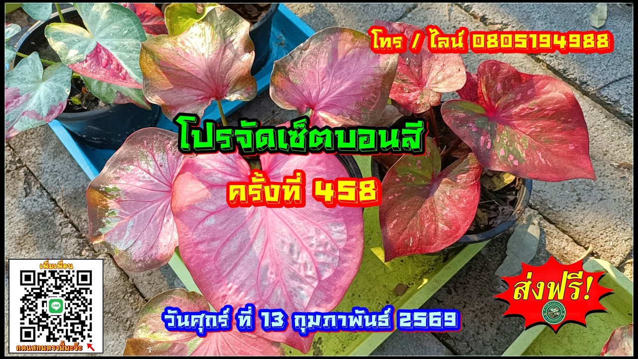 👉🅽🅴🆆👈🔵 โปรจัดเซ็ตบอนสี ครั้งที่ 458 🔵 สุดคุ้มส่งฟรี !! 13 ก.พ. 69 โทร / ไลน์ 0805194988