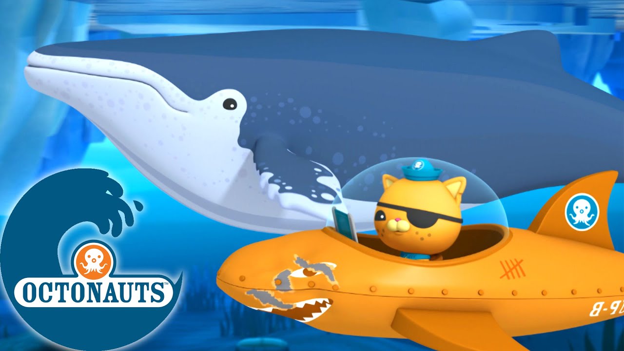 Octonauts - Les Baleines à Bosse et Les Pélicans | Dessins animés pour enfants
