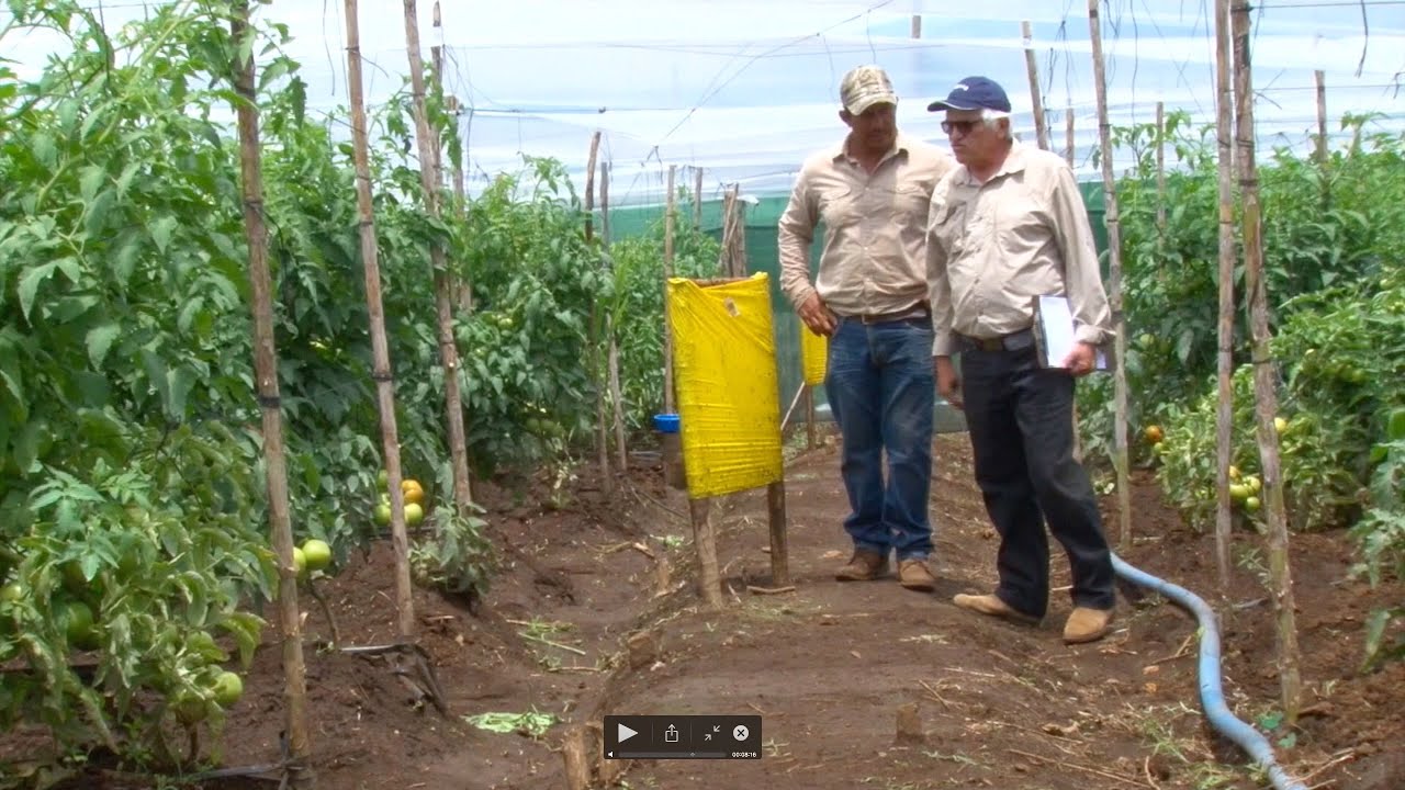 Buenas Prácticas Agrícolas BPA , en el cultivo del Tomate