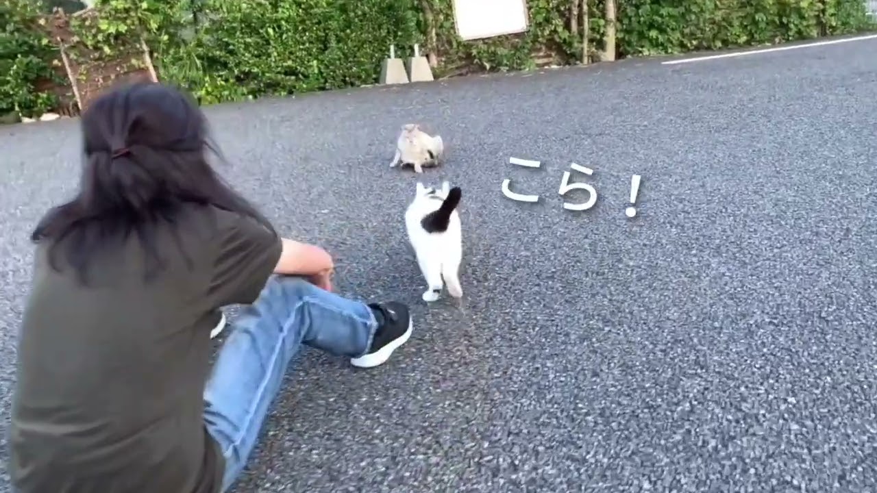 クウちゃんのナワバリでは色々あります