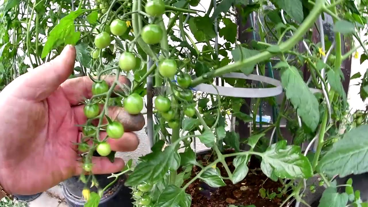 Třetí ošetření rajčat