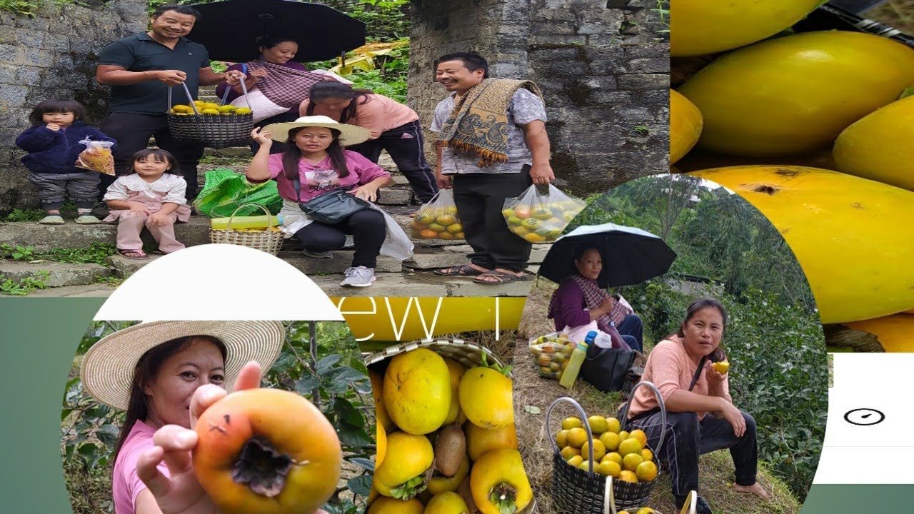 breathtaking visit to Persimmon farm/pfutsero/