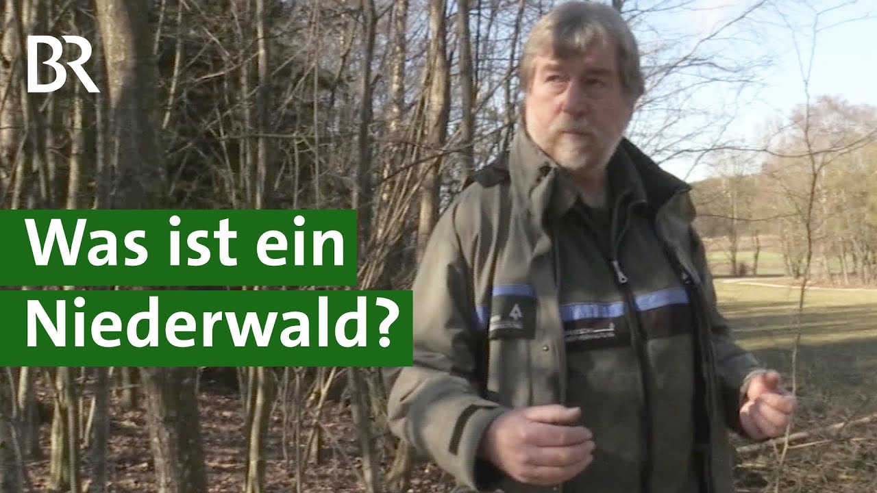 Forstwirtschaft früher: Der Waldpark Huisheim zeigt historische Waldnutzung | Unser Land | BR