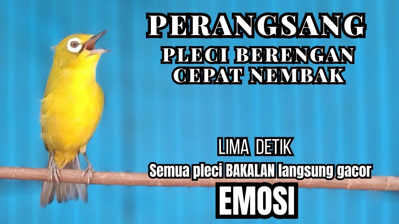 PLECI GACOR  nembak panjang BUKOR Ampuh buat PANCINGAN pleci BERENG jadi NGALAS !! Auto BUKPAR.