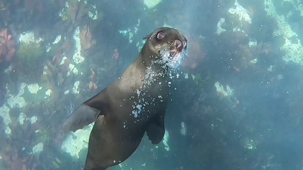 Cape Town seal snorkelling at Duiker Island, Hout Bay, South Africa