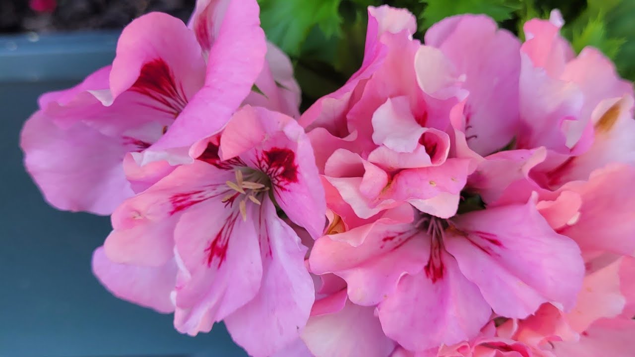 Sonunda verdigim sözü tuttum  ,  ceylan gözlü sardunya,peperoni ,Flamingo  saksı degiṣi mi🍀🍀