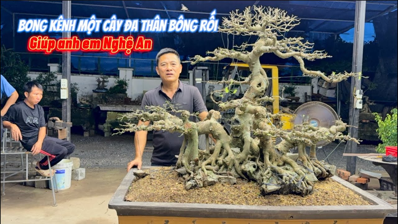 Nam Lê Bonsai | Bong kênh một cây đa thân bông đĩa giúp anh em Nghệ An 