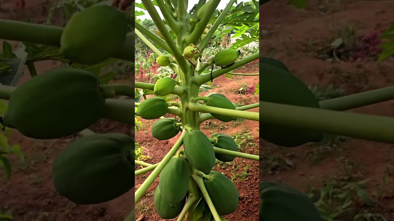മങ്കടയിലെ കുഞ്ഞ്‌ കൃഷി