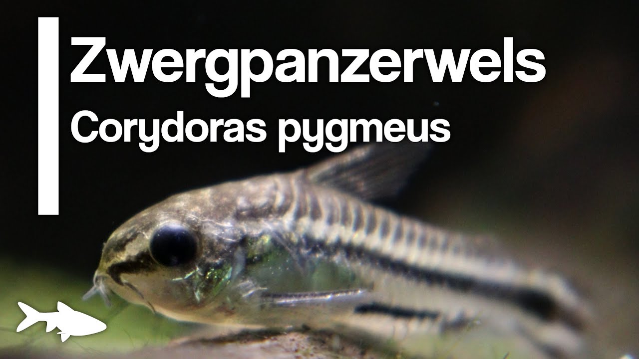 Der Zwergpanzerwels Corydoras pygmaeus | Aquariumbewohner im Portrat