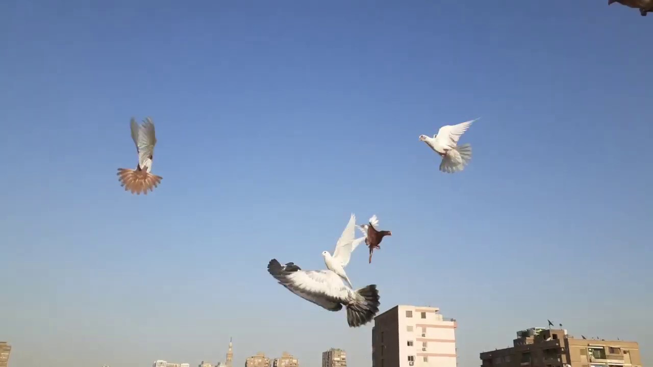 أ ب نش زغلول تحفيظ الزغاليل المصطبه وتبويب الزغاليل في البيبان الجزء الخامس مع /#كوتوادم
