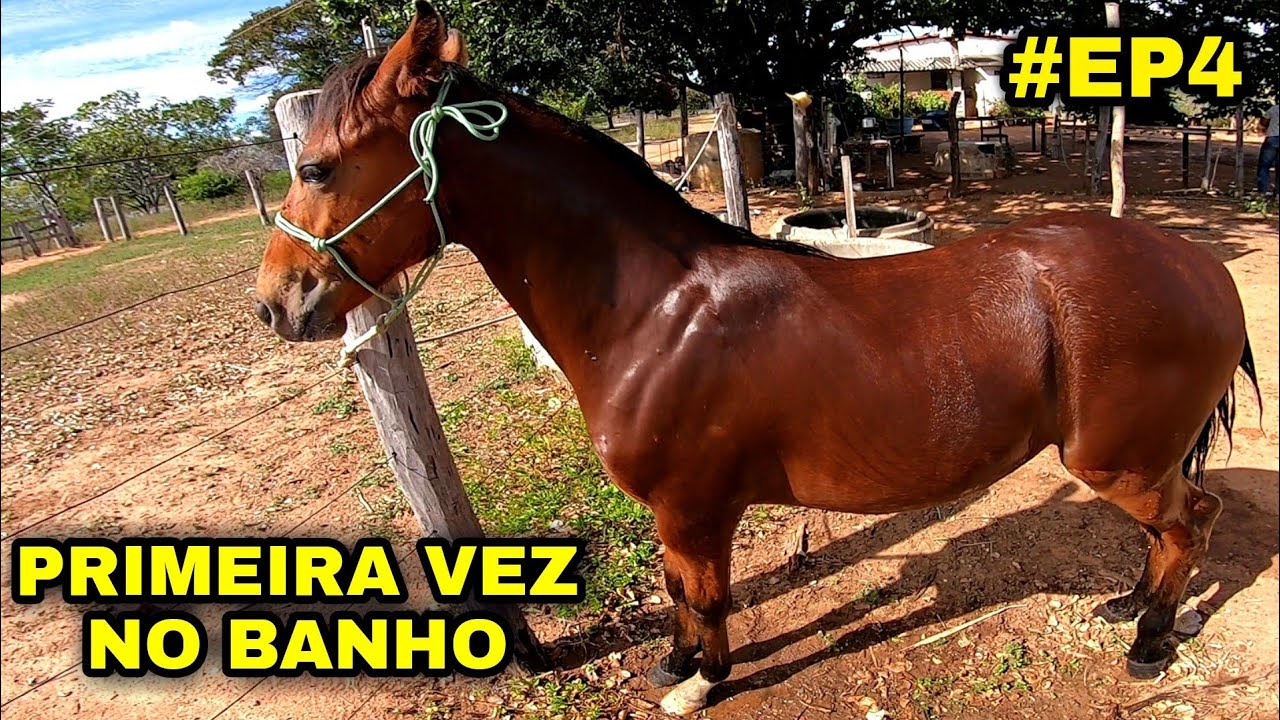 PRIMEIRO BANHO DE UM POTRO XUCRO | segue a doma do potro castanho #EP4