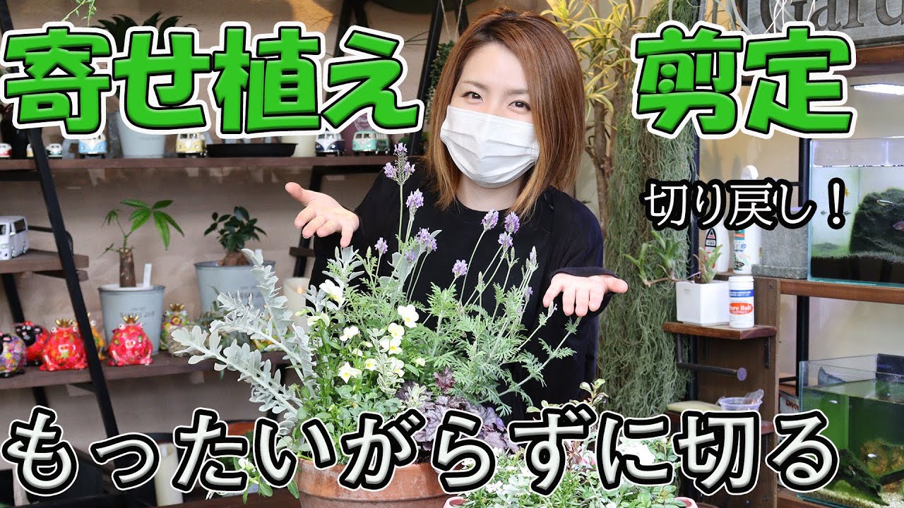 寄せ植えの剪定方法 カット 切り戻し　綺麗な状態を保つには【おうちでガーデニング】開花園チャンネル