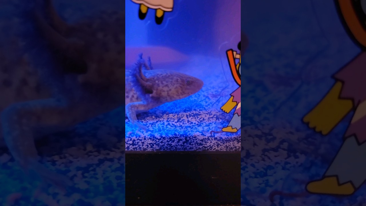 Visitors to the Axolotl tank! 