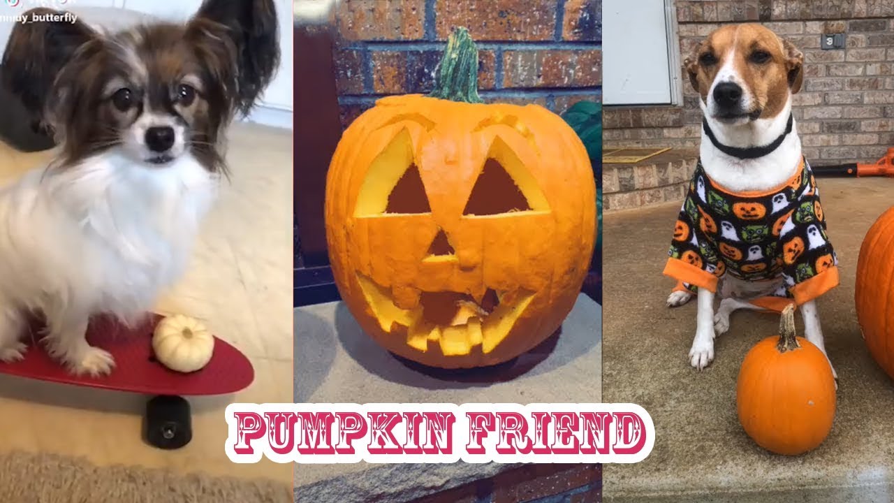 Pumpkin Friend Challenge Musically TikTok Compilation 2018