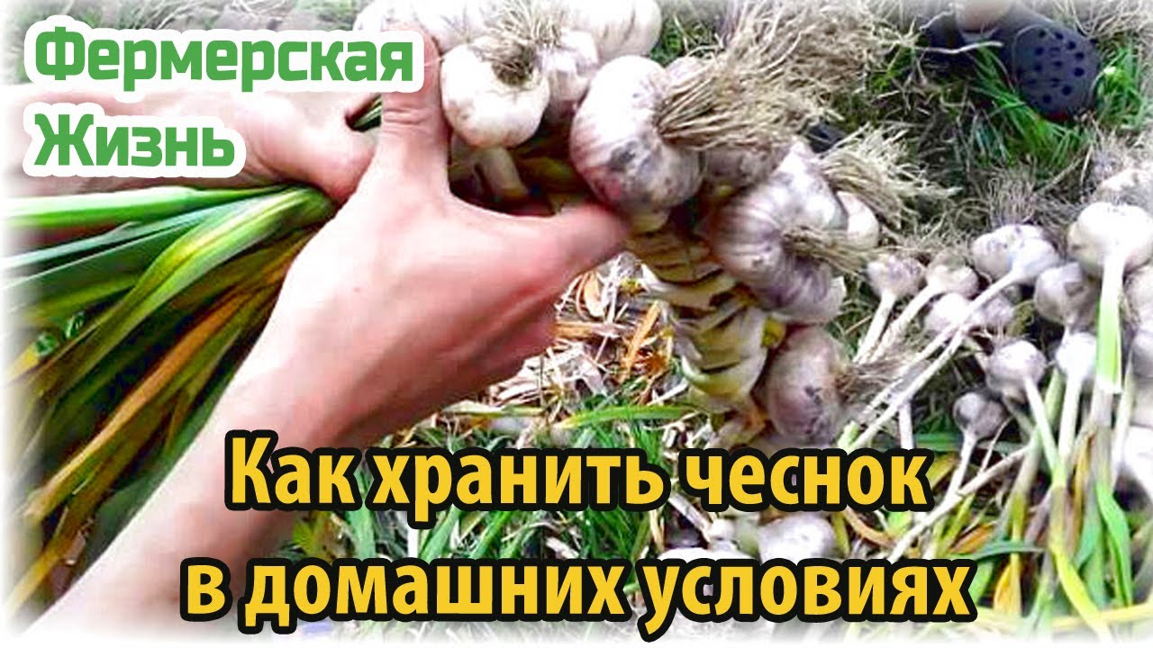 Как хранить чеснок в домашних условиях