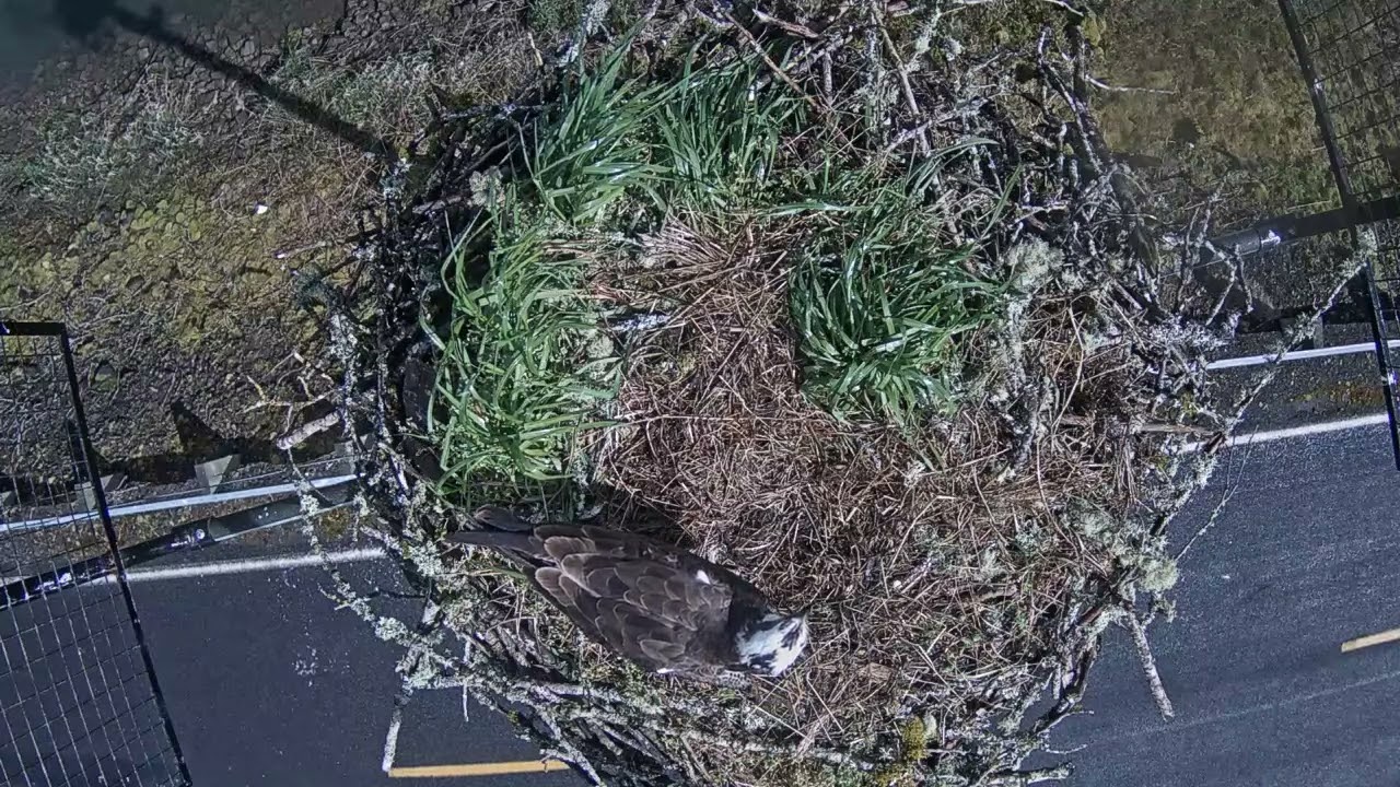 04.16.2024 Food Delivery & Nest Preparation