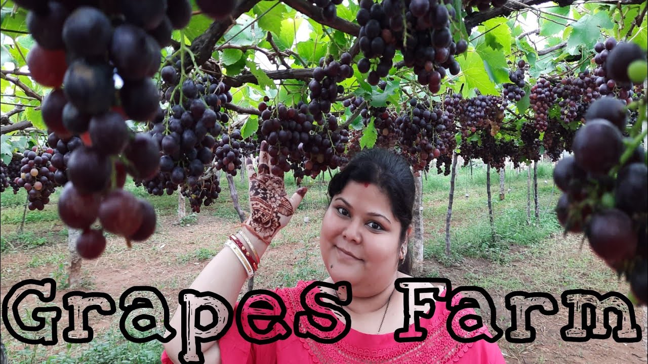 TRIP TO OUTSKIRT LOCATION OF KERALA !! GRAPES FARM !! WINE PRODUCTION @sushmasubroto
