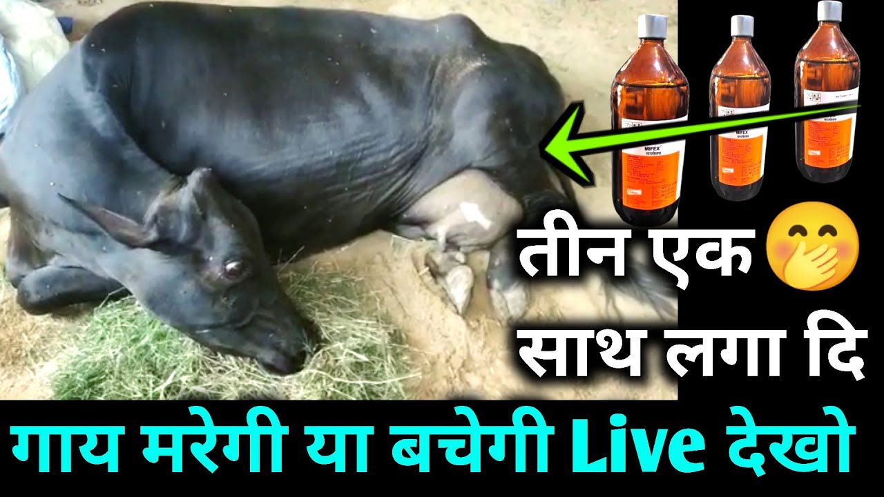 🔥तीन Myfex लगाने पर क्या होगा ? Myfex/downer cow syndrome/tribivet/isofluid/tonofhos/Dextrose/