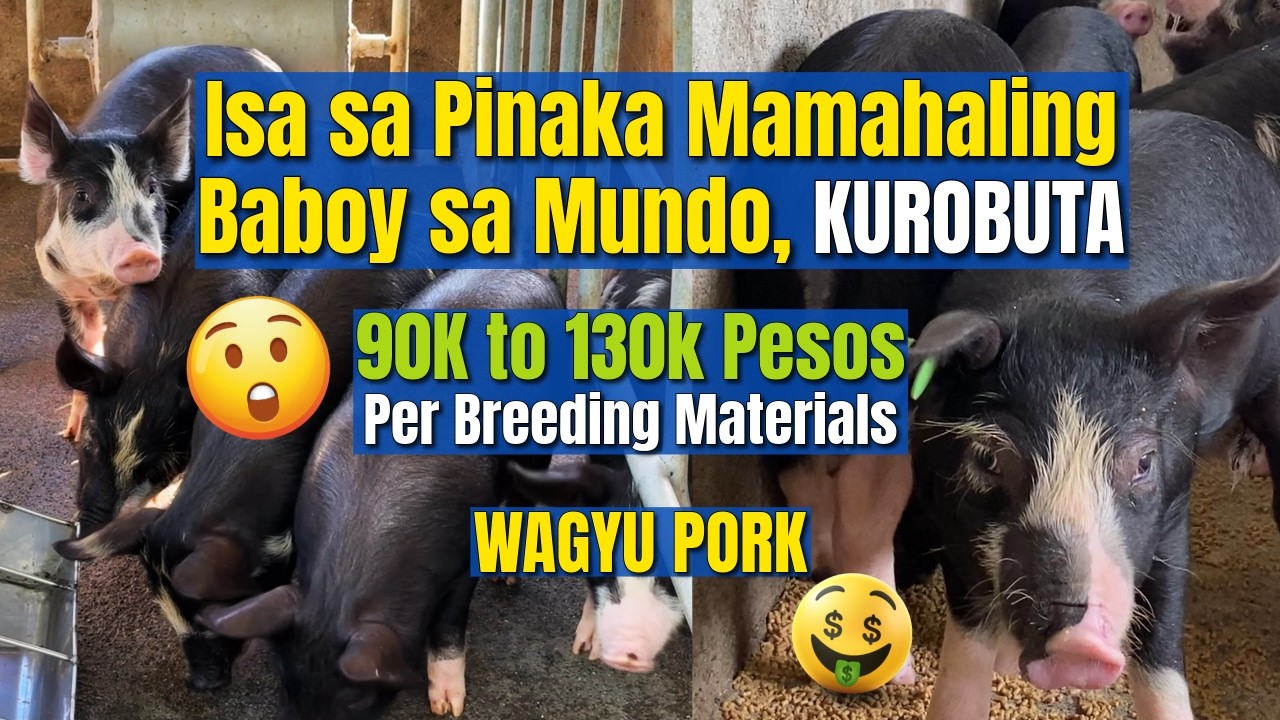 TOP 3 Highest-Quality in the World, PREMIUM PORK - Wagyu Pork