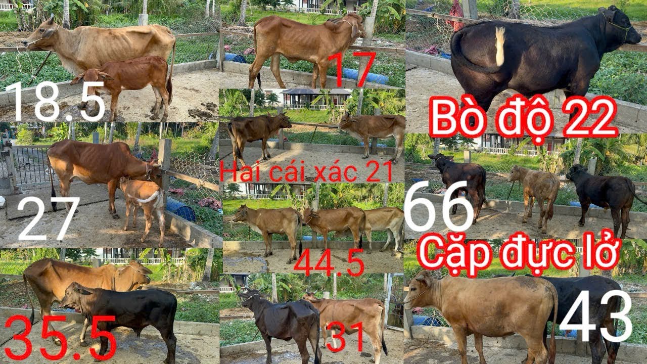 18.3| Cái xác 2 con 21tr, 3cái thịt 44tr5. Đực 3b độ 22tr. Cặp đực lở 43tr. 