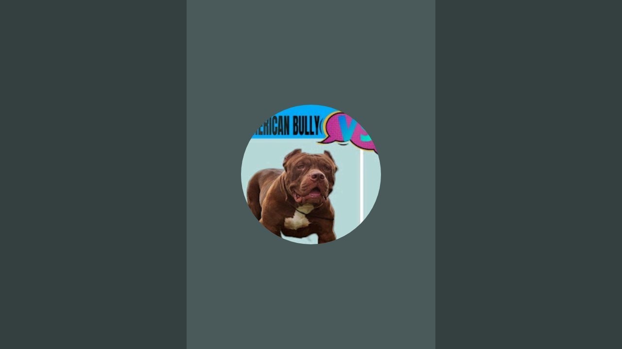 PITBULL SMOKEY ZILLA  está ao vivo!