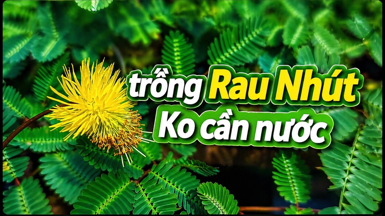 Cách trồng rau nhút trong chai nhựa trên cạn không cần ao hồ