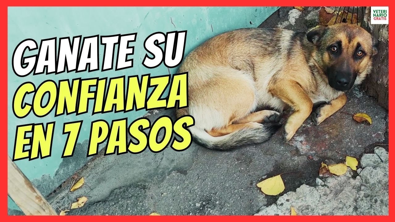 💖 &iquest;C&Oacute;MO GANARSE LA CONFIANZA DE UN PERRO MIEDOSO? 💖