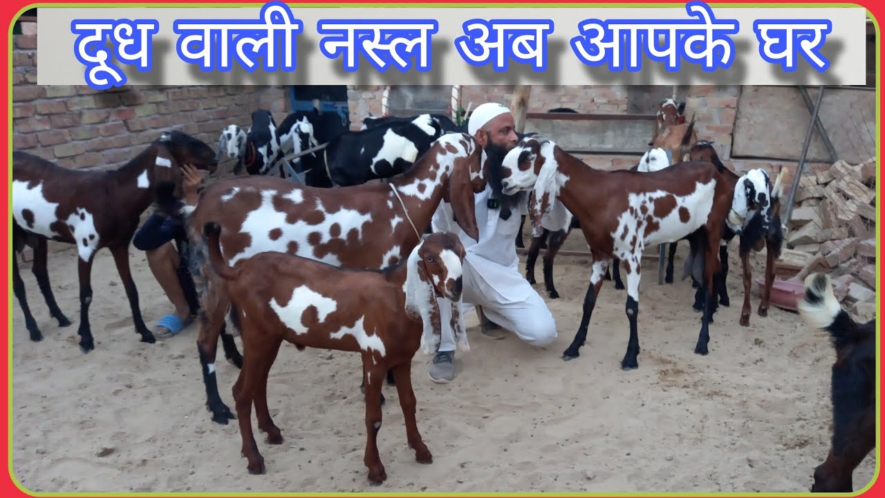 beetal goat farming Hanumangarh। top quality goat At Nadeem Farm