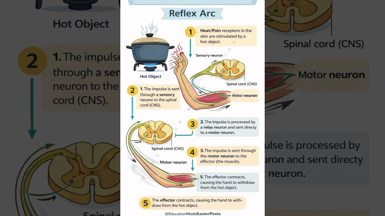 Reflex Arc | Explained in 5 Easy Steps | Class 10 Biology | Nervous System Made Simple  #biology