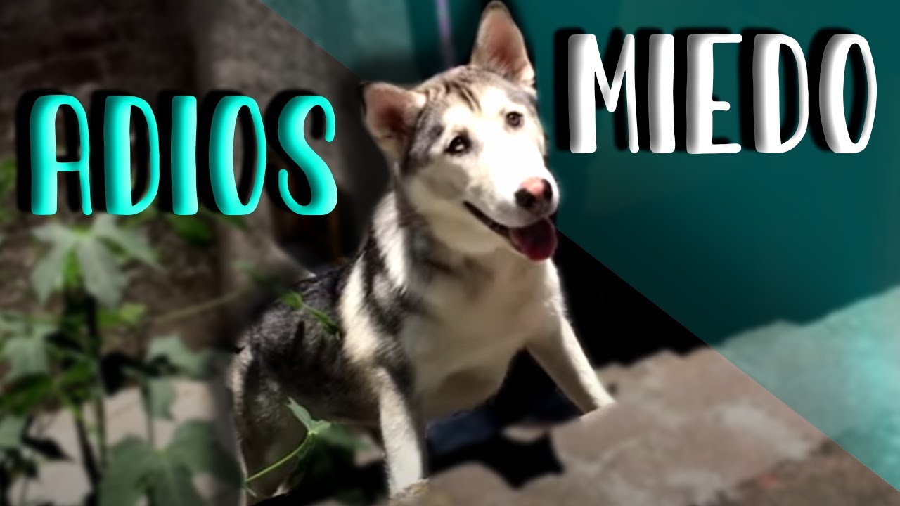 Rehabilitando el MIEDO de una perrita