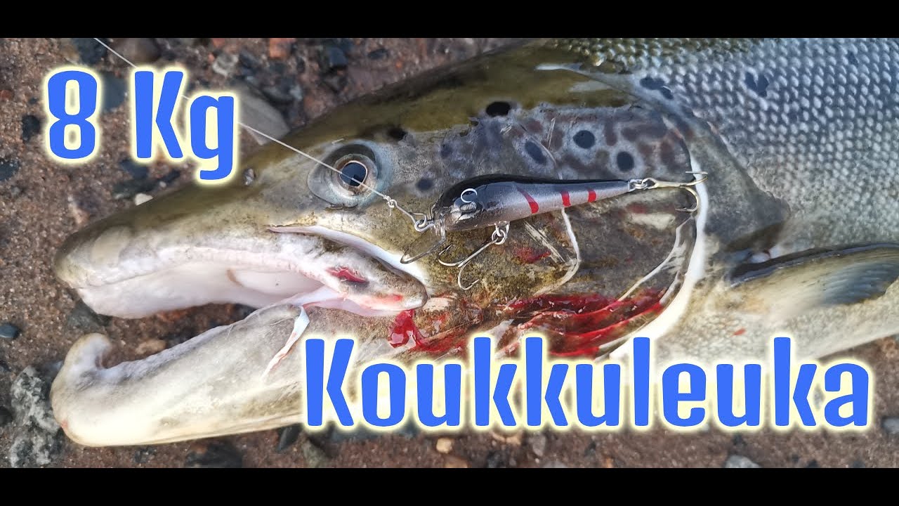 8Kg koukkuleuka Kemijoesta