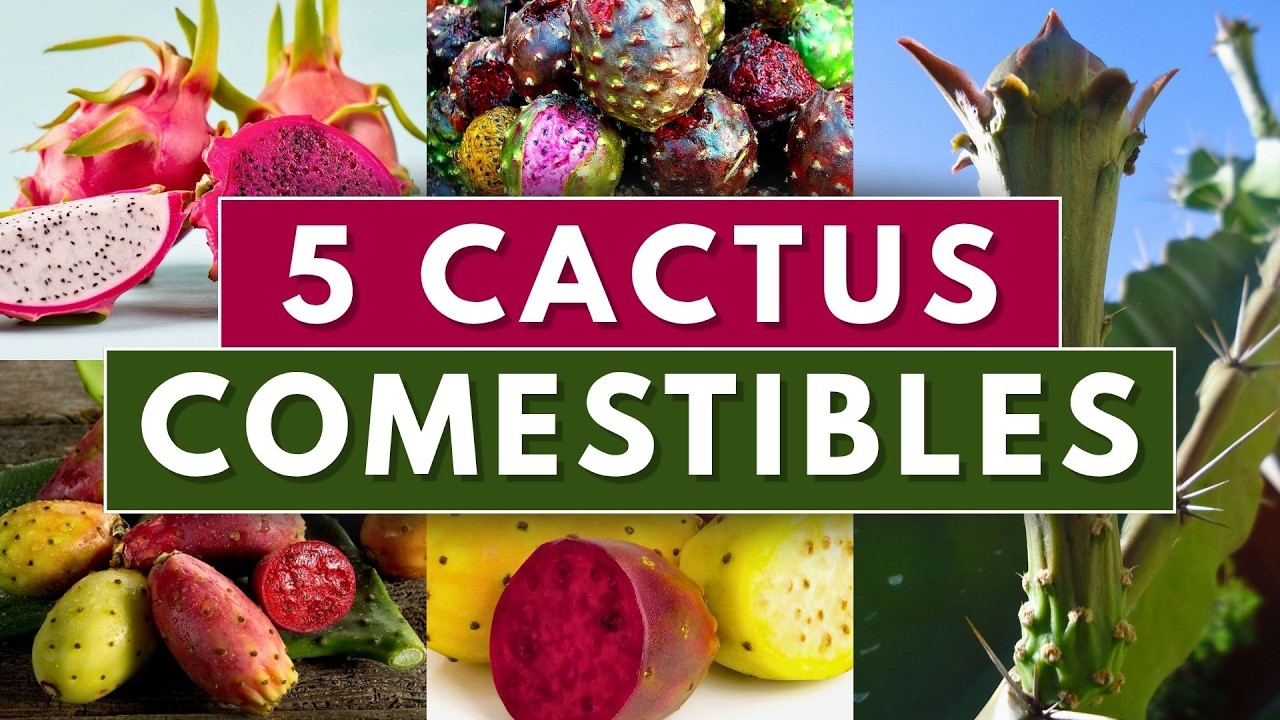 5 Cactus COMESTIBLES 🌵 | Cacti You Can Eat | Edible Cacti