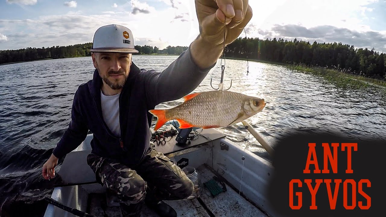 Lydekų žvejyba gyva žuvele. Ar žvejyba 