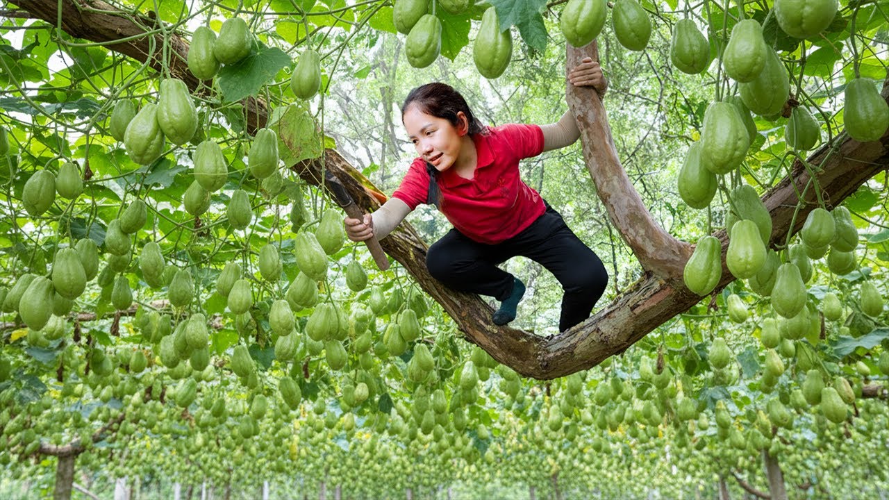 Hanna Harvesting Chayote: Picking Thousands of Fresh & Green Fruits for the Local Market