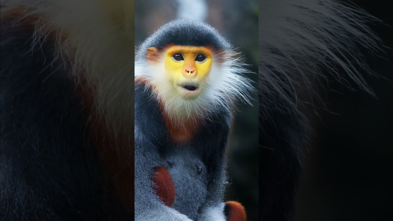 Macaco douc de canelas vermelhas amea&ccedil;ado de extin&ccedil;&atilde;o