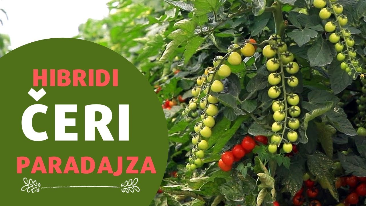 Novi i Otporniji Hibridi Čeri Paradajza | Eterei, Matias, Matissimo | AGROmedia