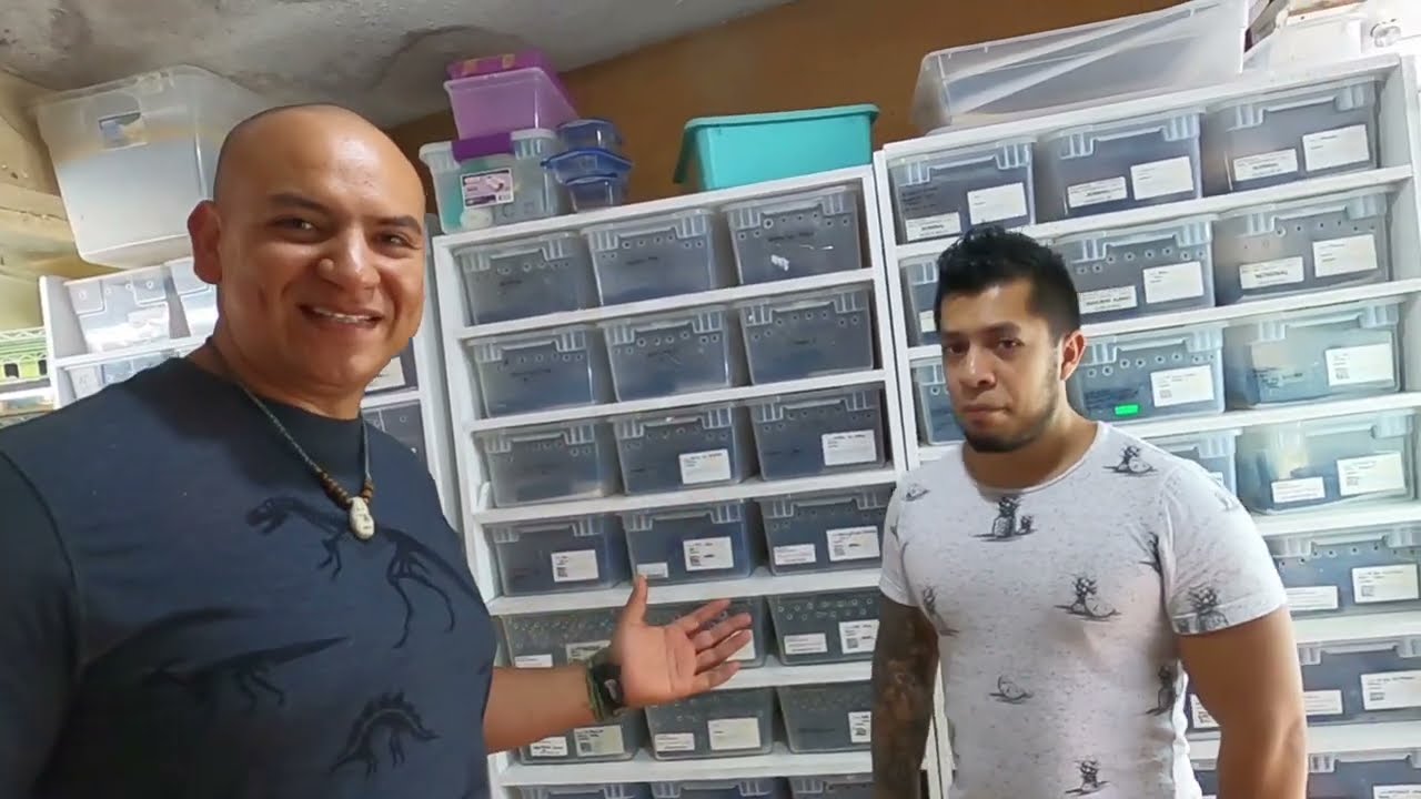 Entrevista a Daniel Orozco (Nos muestra sus mejores ejemplares). Gecko leopardo morphs