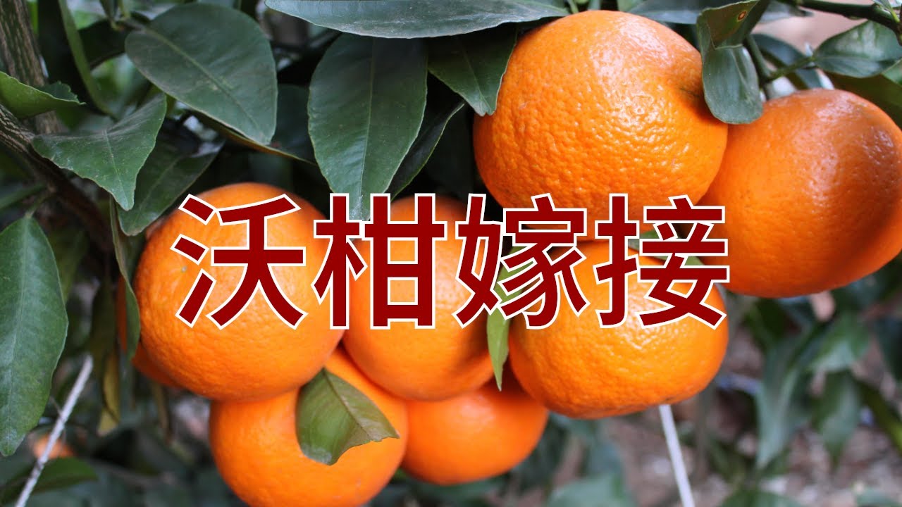 9集：天然之美：沃柑嫁接，味蕾的诱惑