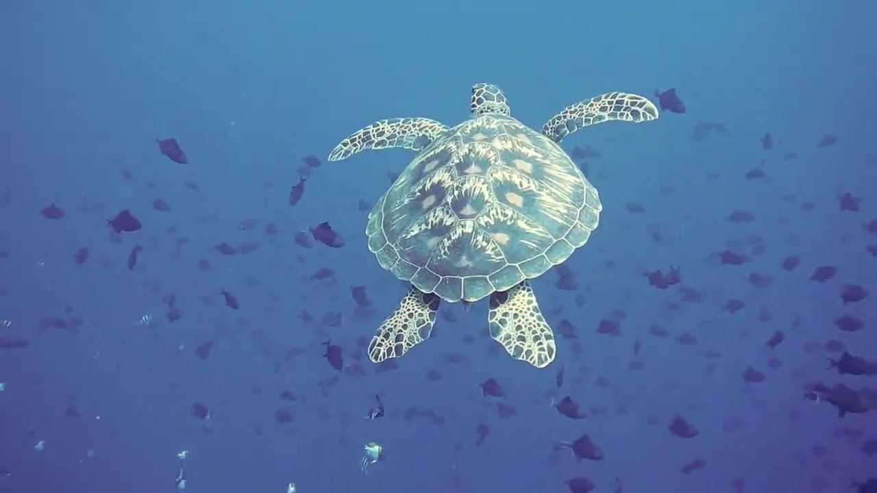 Marine Animals 