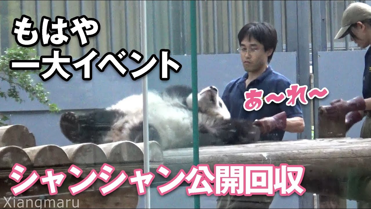 2018/9/13 シャンシャン回収大公開！5分間の攻防ノーカット！　Giant Panda Xiang Xiang